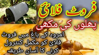 96How To Control Fruit Flies In Guava Garden  Fruit Fly Traps  Fruit Flies attack  Urdu\Hindi [upl. by Amluz436]