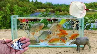 Cartoon Stop Motion ASMR  Believe This Fishing Big Red fish Carp eel videos Mudfish Cooking [upl. by Buderus503]