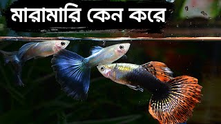 একুয়ারিয়ামের মাছ কেন মারামারি করে সহজ উপায়ে এটির সমাধান করুন ।। Why do aquarium fish fight [upl. by Sims]