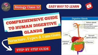 Human Digestive Glands Structure Types amp Functions Explained BioScience Guide [upl. by Iny695]