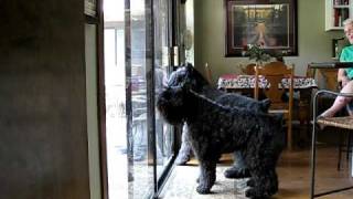 Bouvier des Flandres Burglar Alarm [upl. by Kiryt523]