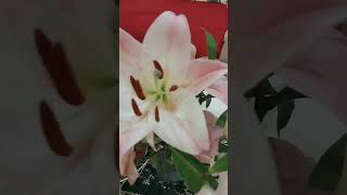 LILIUM CANDIDUM souly shortvideos [upl. by Lahtnero]