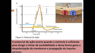 AULA FÁRMACOS ANTIARRITMICOS [upl. by Etem678]