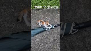 깨발랄한 삼색 새끼고양이들 Cute tricolored kittens [upl. by Anej121]