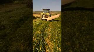 Siega de Crotalaria Juncea en Cordoba wwwefectosolucionescom [upl. by Namor]