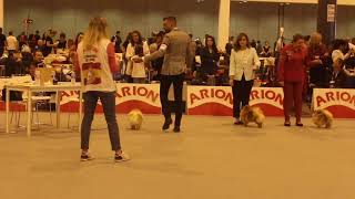 Pomeranian Dog Show Spanish ChampionshipExposición canina de Madrid 2018 Pomerania [upl. by Inoj593]