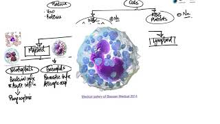 Leukocytes Introduction and Overview [upl. by Yllier]