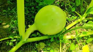 Cultivo de calabaza Gigante Atlántica progresos [upl. by Narej523]