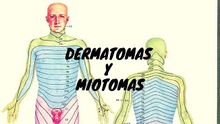 Dermatomas y Miotomas  By TOP [upl. by Hindu]