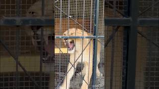 Lionesses getting angry after watching Tiger at her place  wildlife bigcats lion india howto [upl. by Cynarra318]