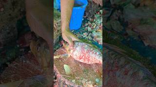 Big carp fish cleaner and faster cutting efficiency😯  shorts fishcuttingskills [upl. by Anay]