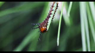 imperialis cecropia and regalis caterpillars  2nd instar feeding [upl. by O'Gowan]