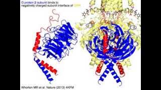 GIRK G protein coupled inwardly rectifying potassium channel [upl. by Beetner]