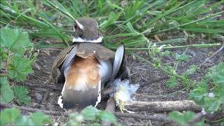 Information on the Killdeer [upl. by Bibby835]