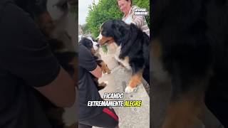 ESSE CACHORRO NÃO CONSEGUIU CONTER SUA FELICIDADE APÓS A SURPESA DO SEU DONO [upl. by Bixler]