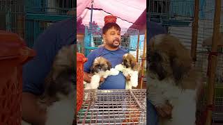 Galiff Street Pet Market Kolkata  Quality Dog Puppy at Cheap Price  shorts shortsfeeds [upl. by Leiad]