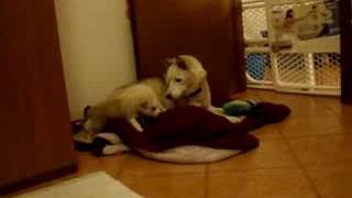 3 week old siberian husky puppies disciplined [upl. by Laenahtan]