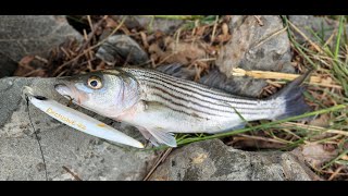 Striper fishing at Isleton bridge on the Sacramento river with Exclusive Lures jerk baits [upl. by Aihsemaj710]