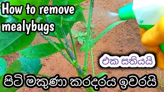 සාර්ථකව පිටි මකුණා පාලනය කරමු How to remove mealybugs l පිටි මකුණා මර්දනය Aluth Wagawa අලුත් වගාව [upl. by Pru]