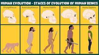 Human Evolution Video  Stages of Evolution of Human Beings  Learning Junction [upl. by Boeke654]