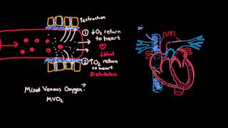 Shock Pathophysiology Part 1 [upl. by Elleron184]