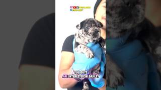 Oakley merle female fluffy carrier fypシ゚viral eterionlemon lemonfrenchiesllc frenchbulldogs [upl. by Laflam]