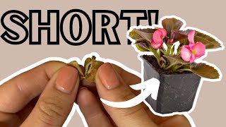 How to Grow Begonias from Seed  shorts [upl. by Ong]