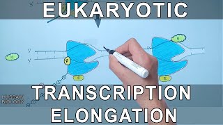 Transcription Elongation in Eukaryotes [upl. by Matlick]