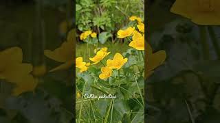 Funny caltha palustris shorts herbarium [upl. by Valerle934]