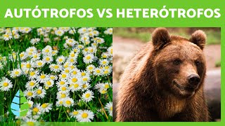 Organismos AUTÓTROFOS y HETERÓTROFOS 🍄🐻 Tipos de Nutrición [upl. by Peirce]