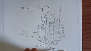 Anthoceros Diagram plants of the bryophyta division anthoceros labelled Diagram class9science [upl. by Araet]