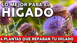 6 Plantas que reparan el HÍGADO de forma natural  Cómo usarlas y cómo cultivarlas en tu jardín [upl. by Oirtemed897]