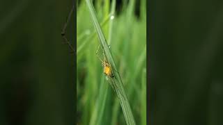 spider molting shorts macro insect macrophotography macrovideo [upl. by Dimitris319]