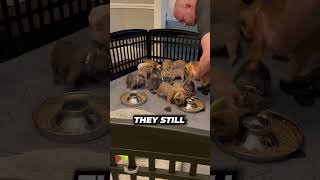 Feeding French Bulldog Puppies🤩 [upl. by Ridan]