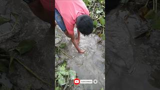 Amazing Hand Fishing Technique Video Village Boy catching Big fish By hand in mud water shorts [upl. by Robers627]