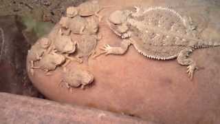 Baby Horned Toad Lizards [upl. by Nolie]