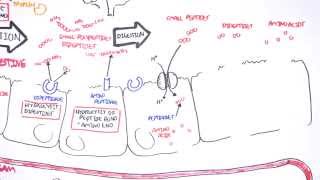 Small intestine 1 Structure  Gastrointestinal system physiology  NCLEXRN  Khan Academy [upl. by Sacrod]