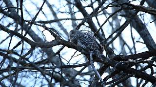 Slaguggla läteUral owl calling Strix Uralensis  Dalarna Sweden [upl. by Unhsiv]