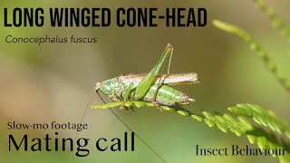 Conocephalus fuscus bushcricket katydid slowmo stridulation  Insect Behaviour [upl. by Deeann]