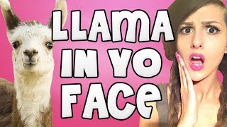 Llama In Yo Face [upl. by Anaihs176]