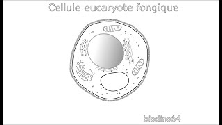 Structure dune cellule eucaryote fongique cellule de champignon [upl. by Creighton988]