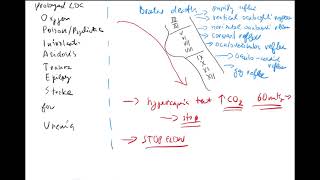 Consciousness 6 by Coiled ENGLISH GCS brainstem reflexes brain death hypercapnia test CTA MRA [upl. by Sirtimid]