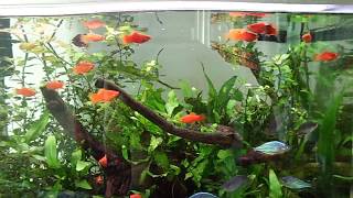 Common Platys and Dwarf Neon Rainbowfish Tank [upl. by Nettirb335]