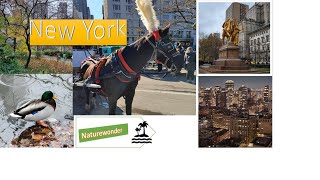 Best of New York City I Carriage Ride in Central Park Rockefeller Center and Downtown Delights I 4k [upl. by Towers]