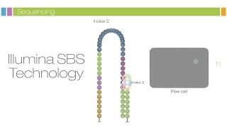 Intro to Sequencing by Synthesis Industryleading Data Quality [upl. by Archie]