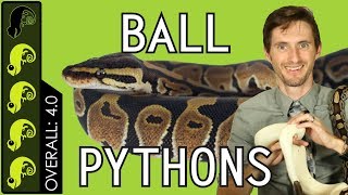 Ball Python The Best Pet Reptile [upl. by Tigges]