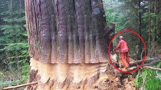 Extreme Dangerous Huge Trees Felling Skill Climbing With Chainsaw Machines Tree Cutting Down Skill [upl. by Nosyaj524]