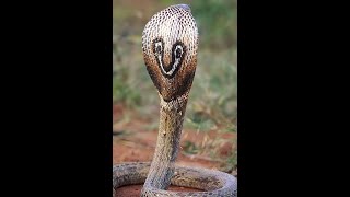 Cobra Indian Cobra Highly Venomous Snake  Mysore Zoo [upl. by Fortunia]