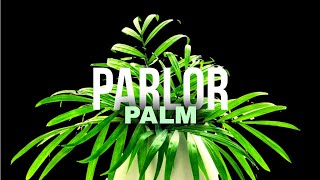 Lush And Lowmaintenance All About the Parlor Palm [upl. by Fullerton]