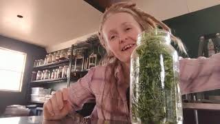 Lets learn how to make a Cleavers tincture [upl. by Maryly]